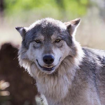 Улыбающийся волк Мемы (1280x960px, 117.0Kb)